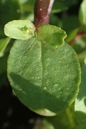 Veronica anagallis-aquatica \ Blauer Gauchheil-Ehrenpreis, Blauer Wasser-Ehrenpreis / Blue Water Speedwell, D Mannheim 29.8.2024