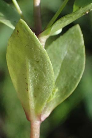 Veronica anagallis-aquatica \ Blauer Gauchheil-Ehrenpreis, Blauer Wasser-Ehrenpreis / Blue Water Speedwell, D Mannheim 29.8.2024