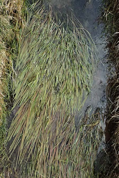 Vallisneria spiralis \ Wasserschraube / Tape Grass, D Wagenschwend 15.3.2025