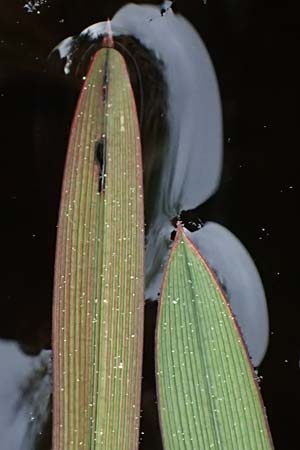 Vallisneria spiralis \ Wasserschraube / Tape Grass, D Finsterau 8.5.2025