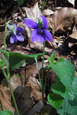 Viola x bavarica \ Veilchen-Hybride / Hybrid Violet, D Staufen 28.4.2007