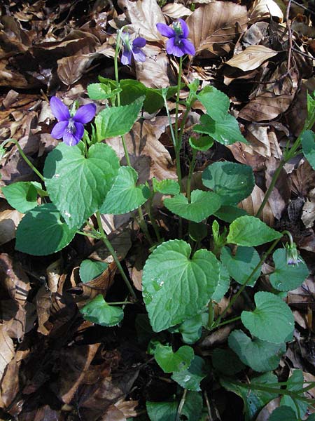 Viola x bavarica \ Veilchen-Hybride / Hybrid Violet, D Staufen 28.4.2007