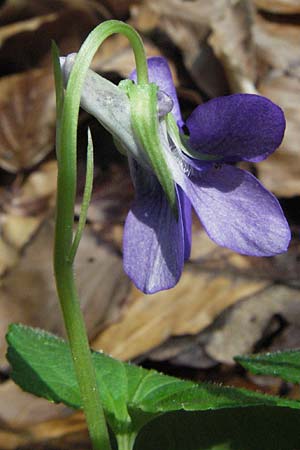 Viola x bavarica \ Veilchen-Hybride / Hybrid Violet, D Staufen 28.4.2007