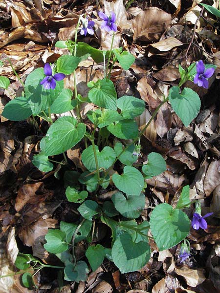 Viola x bavarica \ Veilchen-Hybride / Hybrid Violet, D Staufen 28.4.2007