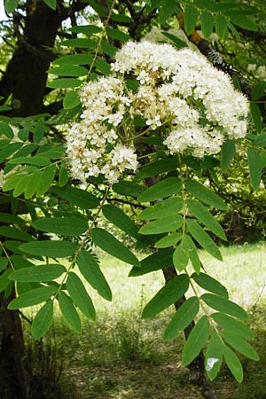 Sorbus aucuparia \ Vogelbeere, Eberesche / Rowan, D Herborn 16.5.2015