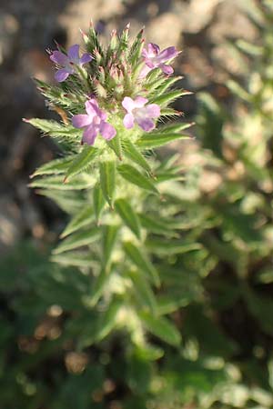 Verbena bracteata \ Tragblatt-Eisenkraut / Bracted Vervain, D Mannheim 9.9.2015