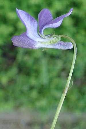 Viola x bavarica \ Veilchen-Hybride / Hybrid Violet, D Sinsheim 6.5.2016