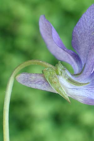 Viola x bavarica \ Veilchen-Hybride / Hybrid Violet, D Sinsheim 6.5.2016