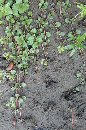 Veronica beccabunga \ Bachbunge / Brooklime, D Langenselbold 10.9.2016