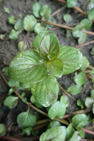Veronica beccabunga \ Bachbunge / Brooklime, D Langenselbold 10.9.2016