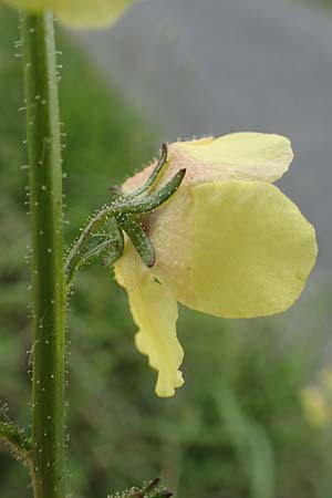 Verbascum blattaria \ Schabenkraut-K�nigskerze, Schaben-K�nigskerze / Moth Mullein, D Gro&szlig;-Gerau 15.7.2017