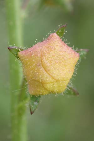 Verbascum blattaria \ Schabenkraut-K�nigskerze, Schaben-K�nigskerze / Moth Mullein, D Gro&szlig;-Gerau 15.7.2017