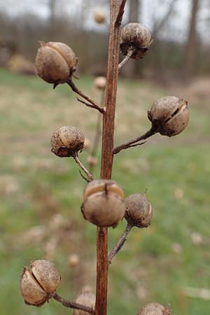 Verbascum blattaria \ Schabenkraut-K�nigskerze, Schaben-K�nigskerze / Moth Mullein, D St. Leon - Rot 23.3.2018