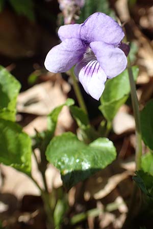 Viola x bavarica \ Veilchen-Hybride / Hybrid Violet, D Bensheim 7.4.2018