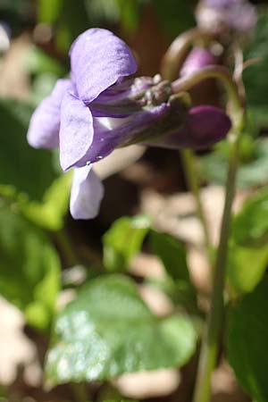 Viola x bavarica \ Veilchen-Hybride / Hybrid Violet, D Bensheim 7.4.2018