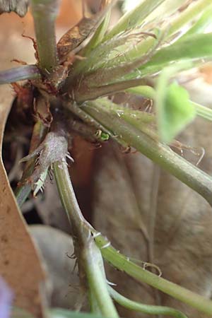 Viola x bavarica \ Veilchen-Hybride / Hybrid Violet, D Bensheim 7.4.2018