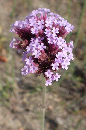 Verbena bonariensis \ Argentinisches Eisenkraut, Patagonisches Eisenkraut / Purpletop Vervain, D Essen 27.7.2019