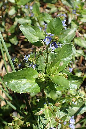 Veronica beccabunga, Bachbunge