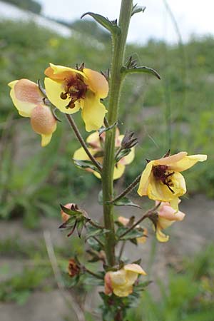 Verbascum blattaria \ Schabenkraut-K�nigskerze, Schaben-K�nigskerze / Moth Mullein, D Mannheim,  Friesenheimer Insel 13.5.2021