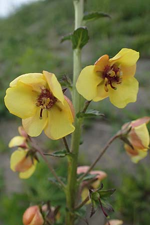 Verbascum blattaria \ Schabenkraut-K�nigskerze, Schaben-K�nigskerze / Moth Mullein, D Mannheim,  Friesenheimer Insel 13.5.2021