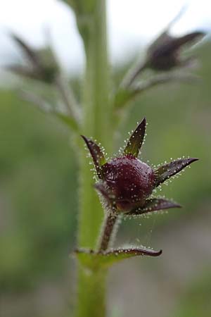 Verbascum blattaria \ Schabenkraut-K�nigskerze, Schaben-K�nigskerze / Moth Mullein, D Mannheim,  Friesenheimer Insel 13.5.2021