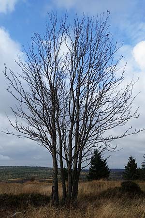 Sorbus aucuparia \ Vogelbeere, Eberesche / Rowan, D Harz,  Sonnenberg 20.9.2021