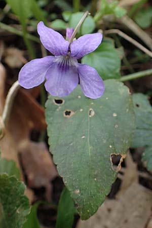Viola x bavarica \ Veilchen-Hybride / Hybrid Violet, D Bensheim 29.3.2022