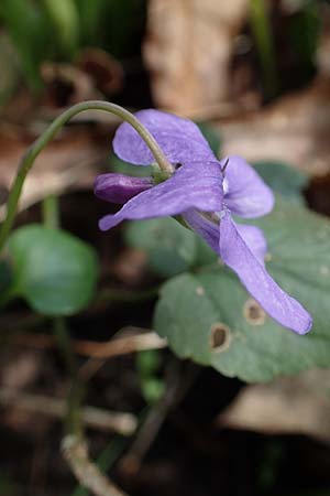 Viola x bavarica \ Veilchen-Hybride / Hybrid Violet, D Bensheim 29.3.2022