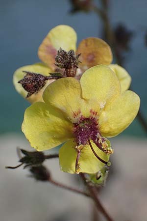 Verbascum blattaria \ Schabenkraut-K�nigskerze, Schaben-K�nigskerze / Moth Mullein, D Mannheim,  Friesenheimer Insel 24.8.2022
