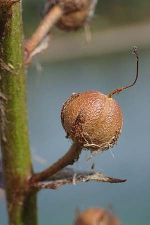 Verbascum blattaria \ Schabenkraut-K�nigskerze, Schaben-K�nigskerze / Moth Mullein, D Mannheim,  Friesenheimer Insel 24.8.2022