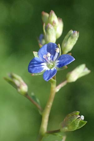 Veronica beccabunga \ Bachbunge / Brooklime, D Mannheim 29.8.2024