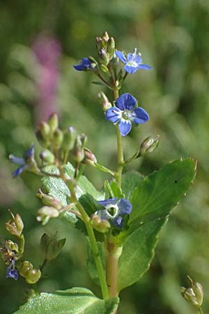 Veronica beccabunga \ Bachbunge / Brooklime, D Mannheim 29.8.2024