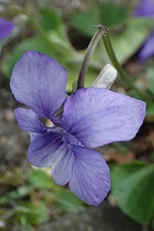 Viola x bavarica \ Veilchen-Hybride / Hybrid Violet, D Ratingen 10.4.2025