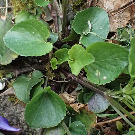 Viola x bavarica \ Veilchen-Hybride / Hybrid Violet, D Ratingen 10.4.2025