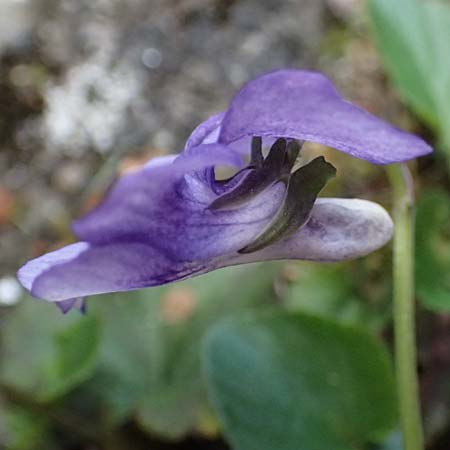 Viola x bavarica \ Veilchen-Hybride / Hybrid Violet, D Ratingen 10.4.2025