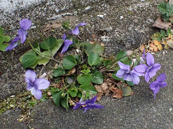 Viola x bavarica \ Veilchen-Hybride / Hybrid Violet, D Ratingen 10.4.2025