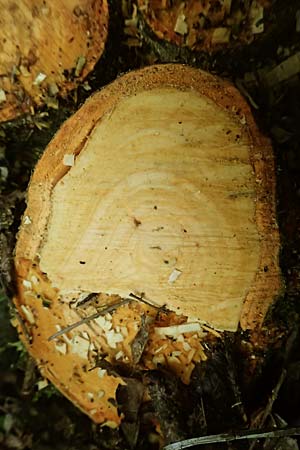 Sorbus aucuparia \ Vogelbeere, Eberesche / Rowan, D Schwarzwald/Black-Forest, Hornisgrinde 15.7.2025