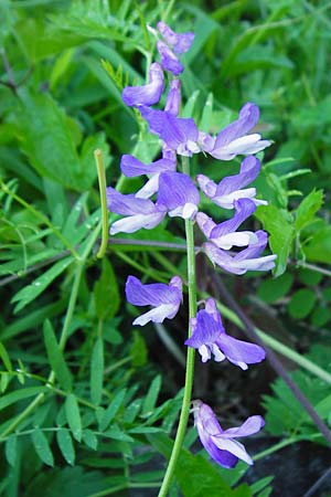 Vicia cracca \ Vogel-Wicke / Tufted Vetch, D T&uuml;bingen 3.6.2015