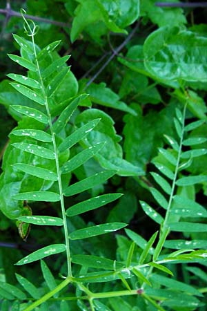Vicia cracca \ Vogel-Wicke / Tufted Vetch, D T&uuml;bingen 3.6.2015