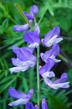 Vicia cracca \ Vogel-Wicke / Tufted Vetch, D T&uuml;bingen 3.6.2015