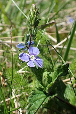 Veronica chamaedrys \ Gamander-Ehrenpreis / Germander Speedwell, D Schwarzwald/Black-Forest, Belchen 27.5.2017
