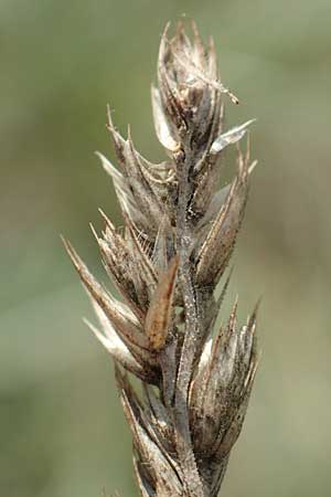 Dactylis glomerata \ Kn�uelgras / Cocksfoot Grass, Orchard Grass, D Zienken 22.7.2017