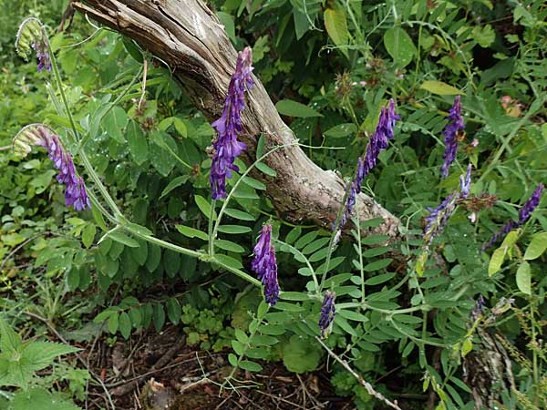 Vicia villosa \ Zottel-Wicke, Zottige Wicke / Hairy Vetch, D Buchen 19.8.2017