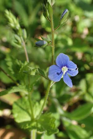 Veronica chamaedrys \ Gamander-Ehrenpreis / Germander Speedwell, D Wagh&auml;usel-Wiesental 15.4.2020
