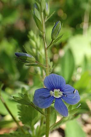 Veronica chamaedrys \ Gamander-Ehrenpreis / Germander Speedwell, D Wagh&auml;usel-Wiesental 15.4.2020