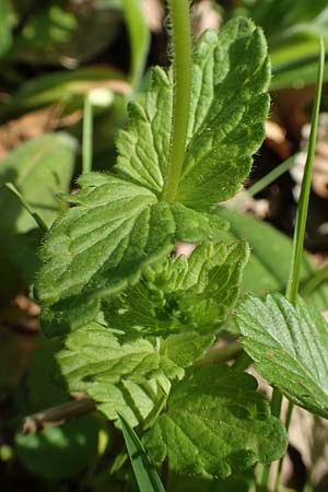 Veronica chamaedrys \ Gamander-Ehrenpreis / Germander Speedwell, D Wagh&auml;usel-Wiesental 15.4.2020