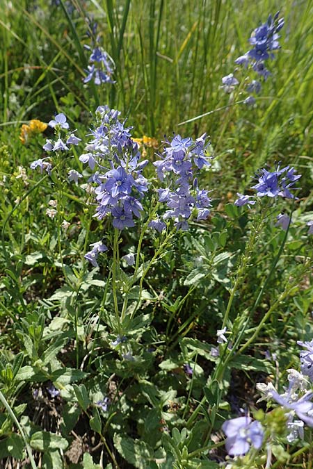 Veronica teucrium \ Gro�er Ehrenpreis / Large Speedwell, D Ketsch 21.5.2020