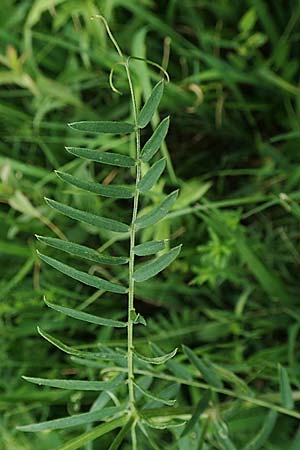 Vicia cracca \ Vogel-Wicke / Tufted Vetch, D Neuleiningen 25.5.2020