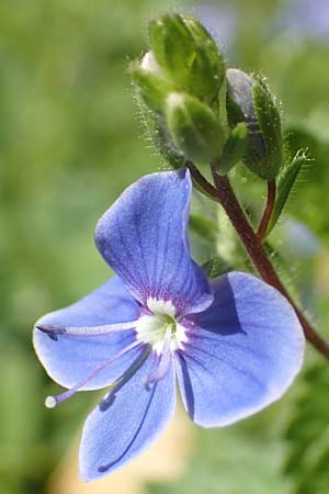 Veronica chamaedrys \ Gamander-Ehrenpreis / Germander Speedwell, D Westerwald, Hasselbach 8.6.2020