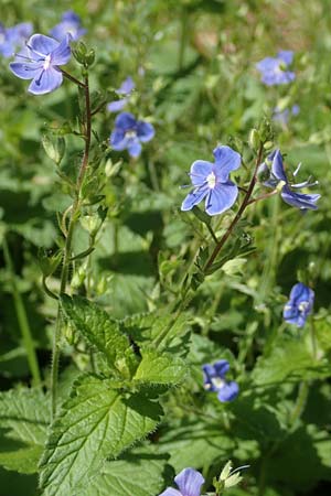 Veronica chamaedrys \ Gamander-Ehrenpreis / Germander Speedwell, D Westerwald, Hasselbach 8.6.2020